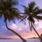 Sultry Sways, Near Cancun, Mexico