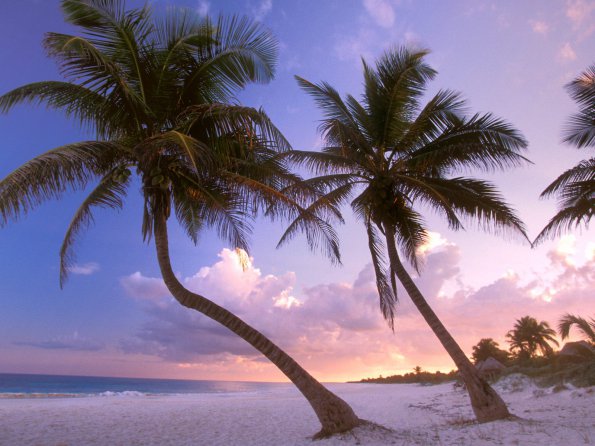 Sultry Sways, Near Cancun, Mexico