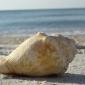 clearwaterbeachshell
