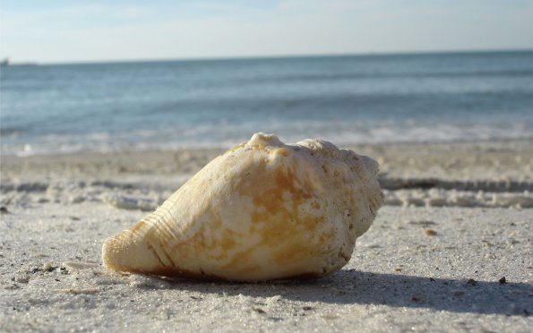 clearwaterbeachshell
