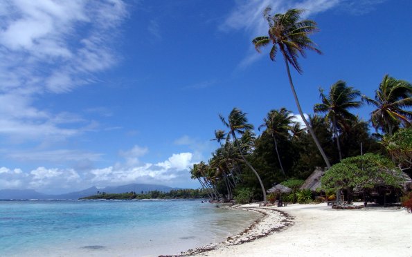 polynesian