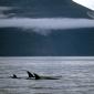 A Family of Orca Whales