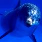Aquatic Curiosity, Bottlenose Dolphin