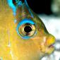 Atlantic Blue Angelfish
