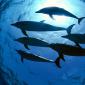 Atlantic Spotted Dolphins, Bahamas