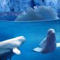 Belugas Underwater