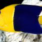 Bicolor Angelfish