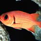 Big-Eye Squirrel Fish