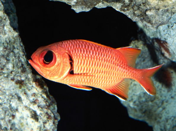 Big-Eye Squirrel Fish
