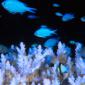 Blue Damselfish
