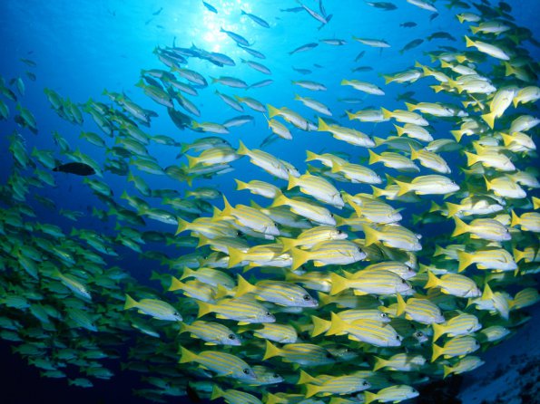 Blue-Banded Sea Perch