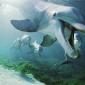 Bottlenose Dolphins, Hawaii