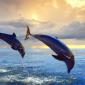 Bottlenose Dolphins