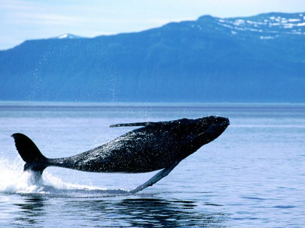 Breaching, Humpback Whale