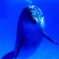 Bright Idea, Bottlenose Dolphin