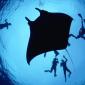 Divers With a Giant Manta Ray