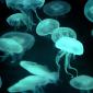 Drifters, Jellyfish