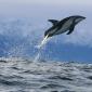 Dusky Dolphin, New Zealand