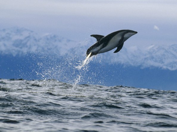 Dusky Dolphin, New Zealand