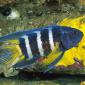 Eastern Blue Devil, Australia