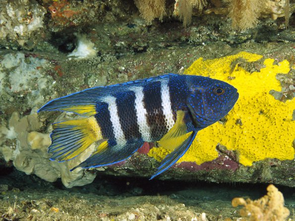 Eastern Blue Devil, Australia