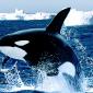 Emerging, Killer Whale