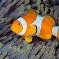 False Clown Anemonefish, Bali, Indonesia
