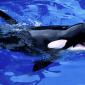 Feed Me!, Killer Whale