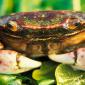 Feeling Crabby_