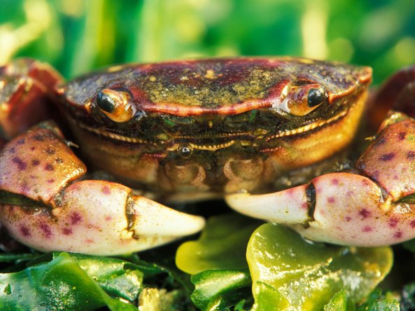 Feeling Crabby_
