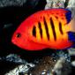 Flame Angelfish