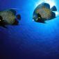 French Angelfish
