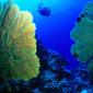 Gorgonian Fan