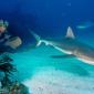 Gray Reef Sharks