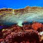 Huge Table Coral