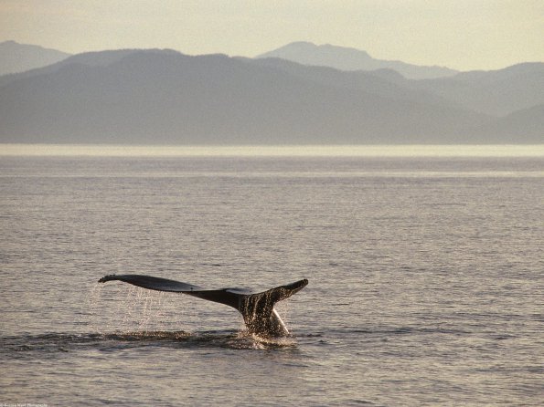Humpback Whale Tail, Alaska