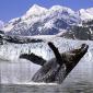 Humpback Whale, Alaska