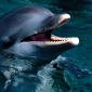 Introduction, Bottlenose Dolphin