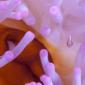 Juvenile Anemonefish