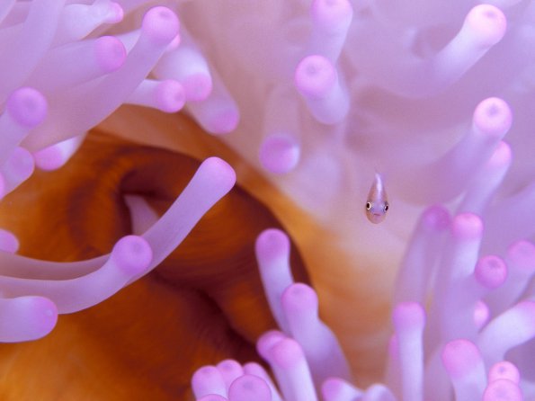 Juvenile Anemonefish