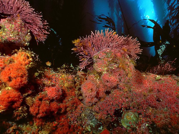 Kelp Forest, San Miguel Island, Channel Islands