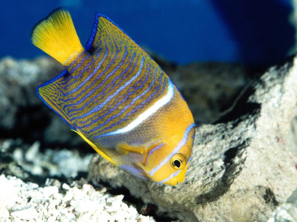 King Angelfish