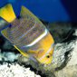 King Angelfish