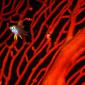 Lemon Damselfish