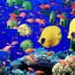 Life Below the Red Sea, Egypt