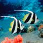 Long-Fin Bannerfish, Indonesia