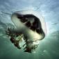Ocean Life