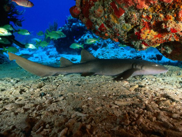 Nurse Shark, Virgin Islands