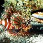On Patrol, Lionfish