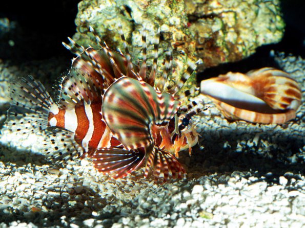On Patrol, Lionfish